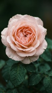 Rosas na kulay rosas na pastel na may mga patak ng hamog — Pastel pink Wallpaper