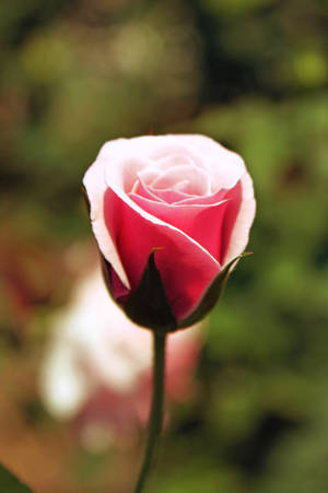 rosas na kulay rosas — Rosas na Bulaklak Wallpaper
