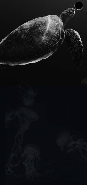 S10+ Dark Turtle wallpaper — iPhone 18 Pro Max Wallpaper