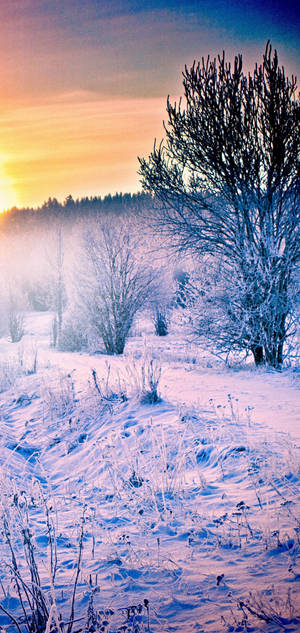 S10 snow forest sunrise na wallpaper