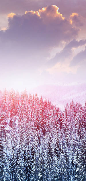 S10 winter snow trees na wallpaper — iPhone 18 Wallpaper