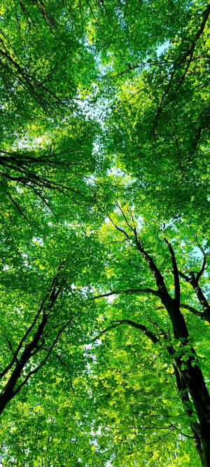 Samsung A71 Forest Canopy Background — Pixel 9 Pro Fold Wallpaper