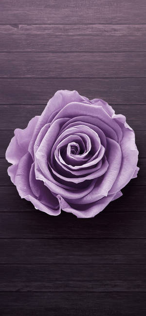 Samsung Galaxy S22 purple rose wallpaper — 1290x2796 Wallpaper