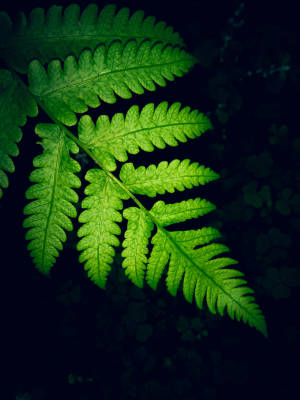 Samsung M21 Background ng Pako