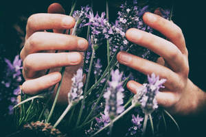 Lavender Aesthetic na mga Kamay na Humahawak ng mga Bulaklak