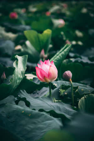 Sariwang Namumukad na Bulaklak ng Lotus na Namumukad sa Tahimik na Lawa — Bulaklak ng Lotus Wallpaper