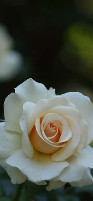 Puting Rosas Iphone — Xiaomi 14 Ultra Wallpaper