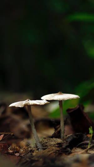 Selective Focus na Estetika ng Kabute — Mushroom Aesthetic Wallpaper