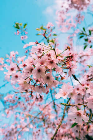 Tahimik na Spring Trees sa Sunrise — Huawei Pura X Max Wallpaper