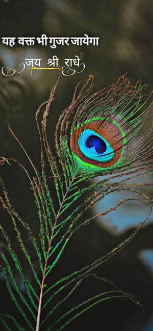 Shree Ram Peacock Feather — Galaxy Note Wallpaper