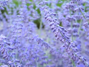 Sibol na Lavender Aesthetic na mga Bote ng Bulaklak