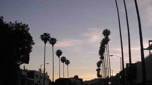 Wallpaper ng silweta ng Sunset Boulevard