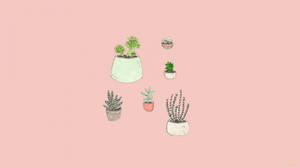 Mga Halaman sa Paso Bilang Simpleng Aesthetic na Background — Simpleng Aesthetic Wallpaper