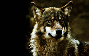 Sining ng Astig na Lobo — Astig na lobo Wallpaper