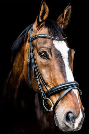 Mga larawan ng Cute Horse — Cute horse Wallpaper
