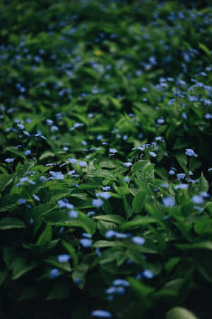 Small Blue Flowers Phone — Huawei MatePad 11.5 (2026) Wallpaper