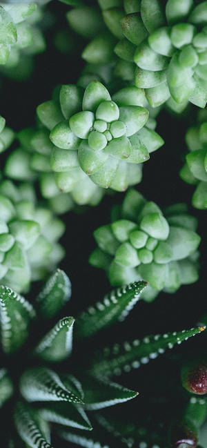 Plant Iphone — Floral iPhone Wallpaper