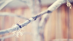 Snowflakes Sa Sangay Ng Puno Wallpaper
