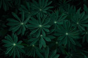 Madilim na Luntiang Background — Dark green GIF Wallpaper