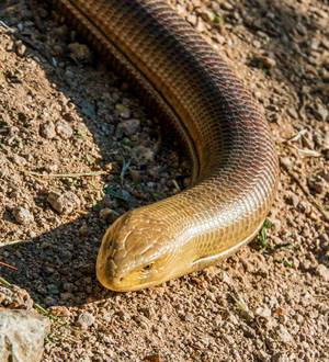 Spectacular Male Glass Lizard on Dry Soil — Honor Magic V Flip 2 Wallpaper