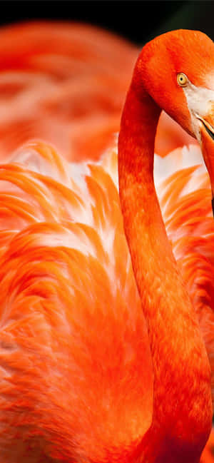 Litrato Flamingo Iphone — iPhone 13 Mini Wallpaper