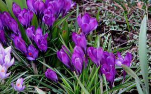 Wallpaper ng crocus ng tagsibol