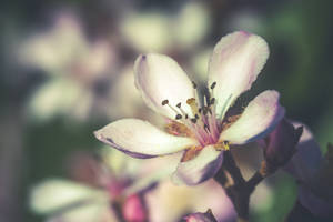 Spring Flower shallow focus wallpaper
