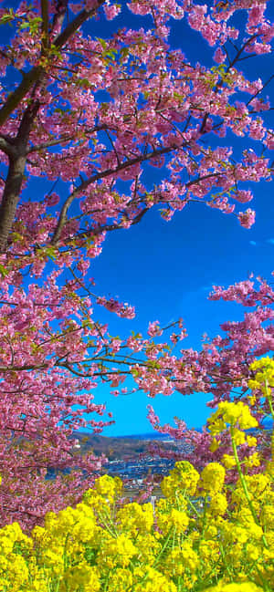 Pixel 3 Spring Background — iPhone Xr Wallpaper