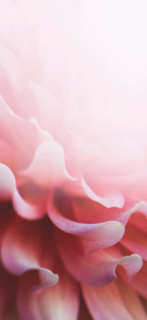 Malamig na Rosas na Floral Iphone — Floral iPhone Wallpaper