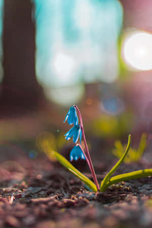 Squill Blue Flowers Phone — Huawei MatePad 11.5 (2026) Wallpaper