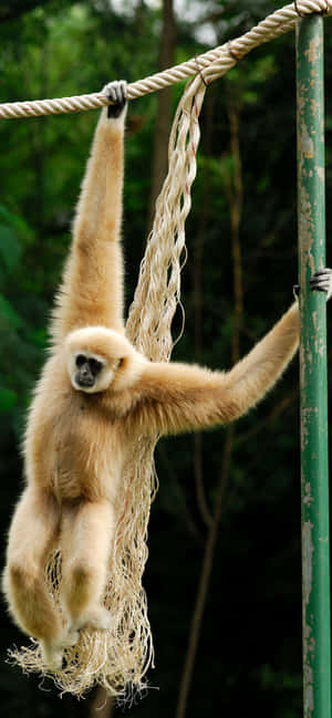 Iphone Xs Max Gibbon Background