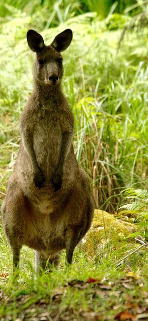 Standing Kangaroo wallpaper — iPhone 18 Pro Wallpaper