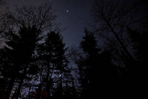 Starry sky and forest at night wallpaper