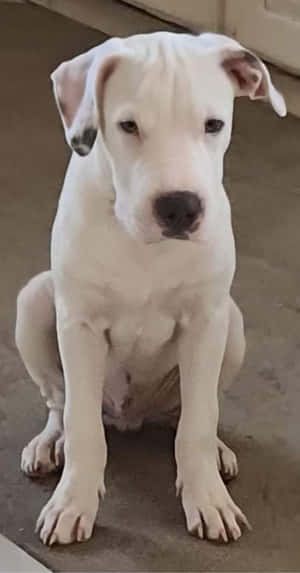 Mga Larawan ng Dogo Argentino — Pixel Fold Wallpaper