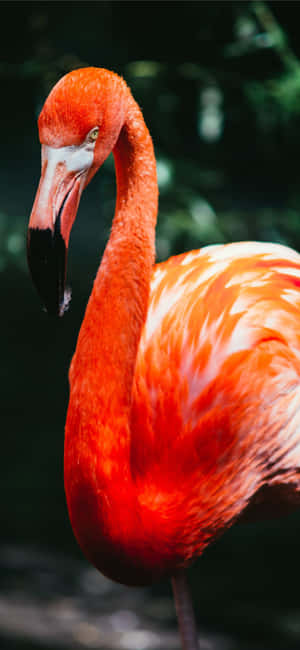 Photography Flamingo Iphone — iPhone 14 Wallpaper