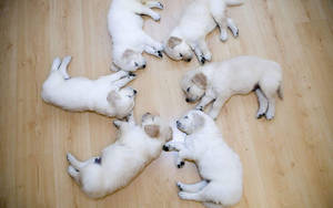 Maputing Kaakit-akit na Tuta sa Sahig — Cute puppy Wallpaper
