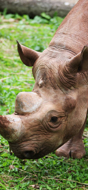 Sumatran rhinoceros wallpaper