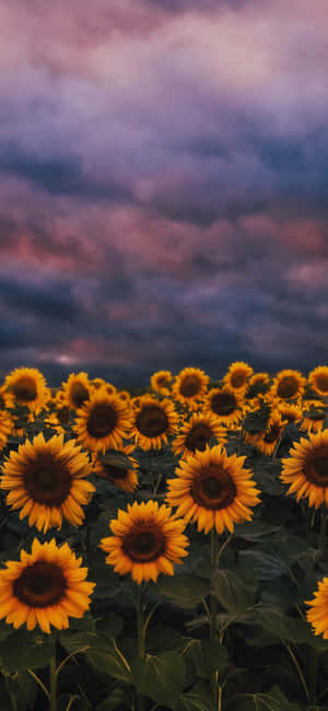 Sunflower Background — iPhone 16 Pro Max Wallpaper