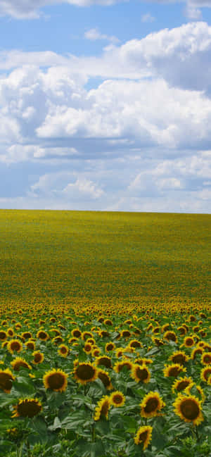 Sunflowers Background — iPhone Xs Max Wallpaper