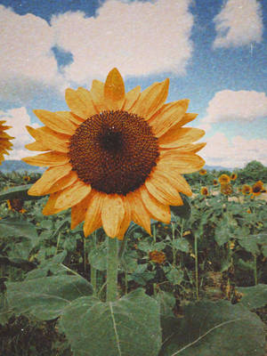 Sunflower na aestetik ng tag-init na wallpaper