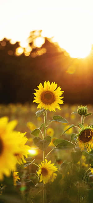 Sunflowers Background — iPhone 11 Pro Max Wallpaper