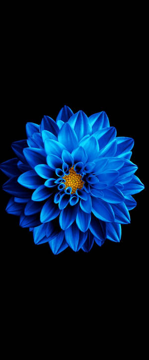 Super Amoled asul na Zinnia wallpaper — Galaxy Z Fold 6 Wallpaper