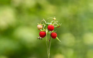 Tag-init na strawberries sa malabo luntian na bushes na wallpaper.