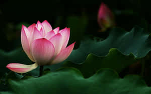 Tahimik na Pamumulaklak ng Lotus sa Payapang Tubig — Bulaklak ng Lotus Wallpaper