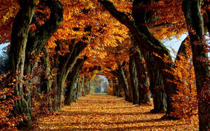 Fall wallpaper of red and orange trees on a pathway.