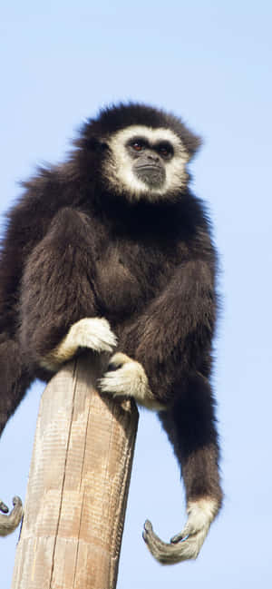 Iphone Xs Max Gibbon Background — iPhone 11 Pro Max Wallpaper