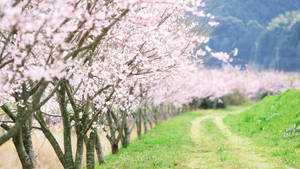 Mga puno ng cherry blossom sa gilid ng daan ng bansa sa tagsibol na wallpaper.