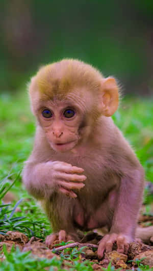 Background ng Nakatutuwang Unggoy — Cute Monkey Wallpaper