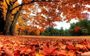 Fall Aesthetic background — Taglagas aesthetic Wallpaper