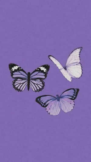 Purple Aesthetic na mga Larawan